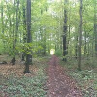 Pfarrwald