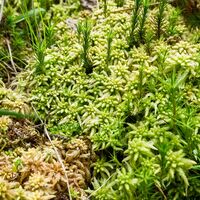 Polster von Sumpf-Torfmoos ist im Endschlagbachtal in den Niederungen verbreitet und ist mit seiner Wasser- und CO2 Speicherfähigkeit von großer ökologischer Bedeutung