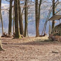 Rotwildgehege in Stein