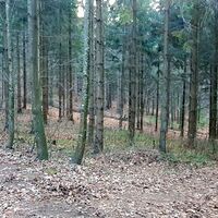 18.3 km Rechtsabzweigung ins Tal nach Schrattenbach