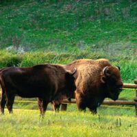 Wisentgehege Ranis