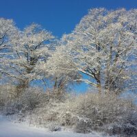 Wald Aufstieg der Skitour
