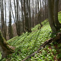 beim Aufstieg zur Reisalpe halten wir - Bärlauch ohne Ende, wir pflücken fleißig!