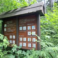 eine der Schautafeln vom Waldlehrpfad