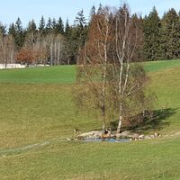 Wildgehege Guglwald