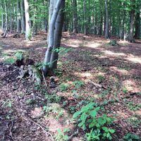 Salzgitter-Gebhardshagen, Wanderweg 22 Wegeverlauf zum Forstweg