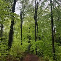 Leuchtendgrüne Buchenwälder