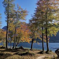 Herbstlicher Wald in Grundlsee
