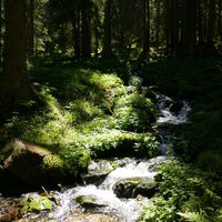 die Tauern bieten selbst im Wald spektakuläre Bachläufe