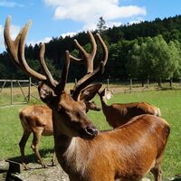 Hirsch im Wildtiergehege Bad Wünnenberg
