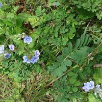 Flora: Ehrenpreis