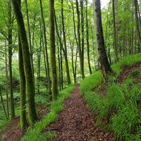 Pfad vom Solarpark Clausen in Richtung Schwarzbachtal