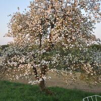 Apfelblüte am Weg