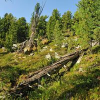 Große Felsbrocken und uralte Wälder säumen nun den Weg