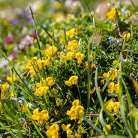 Alpenblumen am Wegesrand