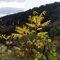 Aufstieg Braunsdorfer Donauwarte