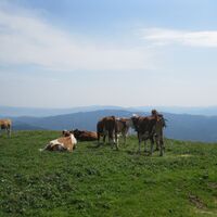 Göriacher Alm und Hochanger