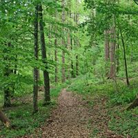 NaturaTrail durch schattigen Laubwald