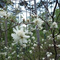 Flora