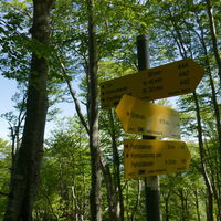 im Wald kommt der Abzweiger
