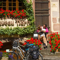 Weinberg-Radweg Elsass - Dambach-la-Ville