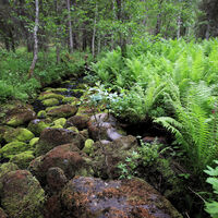 Wald entlang des Karhunkierros-Wegs, Nationalpark Oulanka