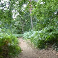 Weg durch den farnbewachsenen Wald