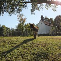 achenberg-kapelle-und-esel
