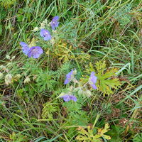 Flora