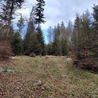 Schwacher Pfad und Weiterweg links ins Gebüsch