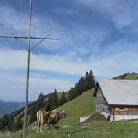 Alpe Lingenauere