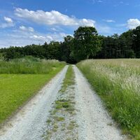 in den Wald rein
