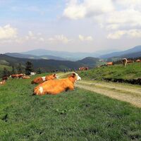 Rinderherde auf der Sommeralm_Naturpark Almenland_Oststeiermark