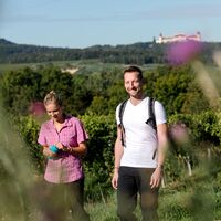 Zwischen den Weinrieden