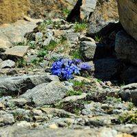 An windgeschützten Stellen die Pracht der Alpenblumen
