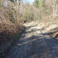am Forstweg Richtung Buschandlwand
