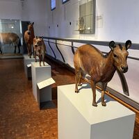 Ein Besuch des Deutschen Pferdemuseums in Verden
