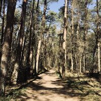 TERRA.track Kulturpfad Königstannen