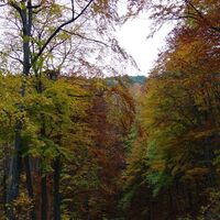 Rückweg auf der langen Forststraße