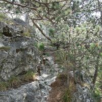 Aufstieg zur Ruine Rauheneck