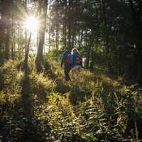 Waldpfad am "Via molarum" bei Sonnenaufgang