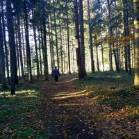 Waldweg Bienenlehrpfad_Naturpark Almenland_Oststeiermark