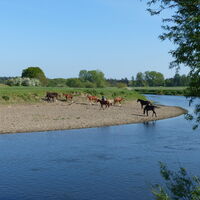 Leine bei Evensen