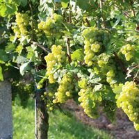 Reiche Ernte erwartet die Winzer