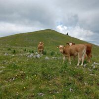 Nette Gesellschaft