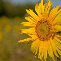 Sonneblume am Wegrand