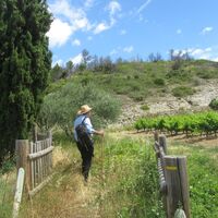 Oenorando des Mourels0015 ©CDRP34