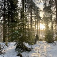Radfahrer in einem sonnigen Fichtenwald