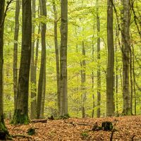 Buchenwald im Nationalpark Eifel