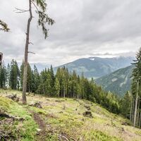 Freie Fläche am Wanderweg 61/773 auf der Hochwurzen mit Blick zur Planai